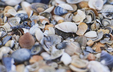 A lot of Seashells on the beach, close-up view