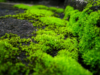 selective focus, moss on the rock.