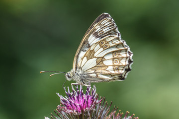 schachbrettfalter
