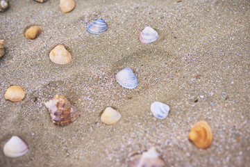 Fototapeta na wymiar A lot of Seashells on the beach, close-up view