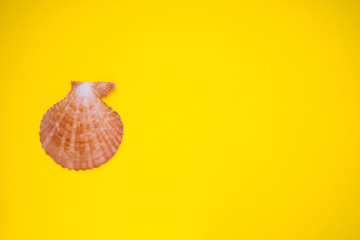 seashell on a yellow background
