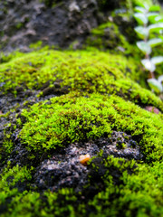 selective focus, moss on the rock.