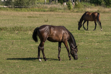 Naklejka na ściany i meble Horses graze and eat grass on a green meadow on a farm