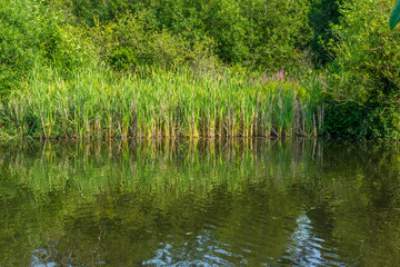 Pond  And Reeds