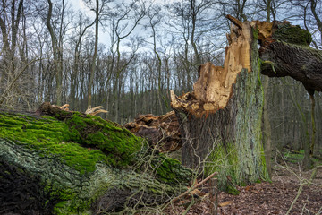 dicke Eiche Sturmschaden alter Baum