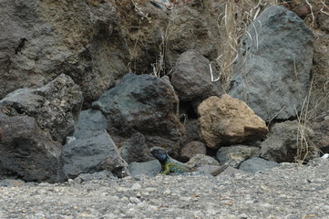 teneriffa,meer,landschaften,vulkan,strand,