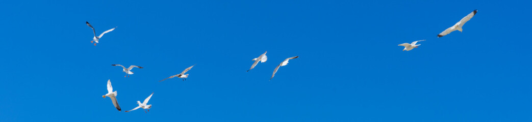 M&ouml;ven im Flug streiten