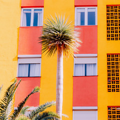 Palm colorful art. Minimal Beach tpopical vibes