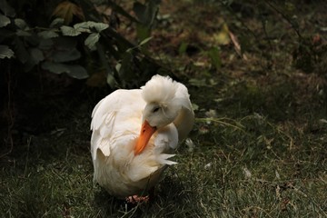 Canard pompon blanc