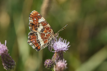 schmetterling