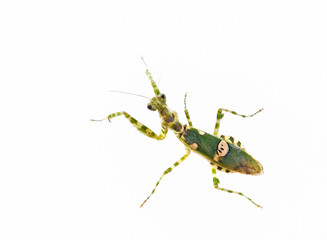 flower mantis isolated on white background