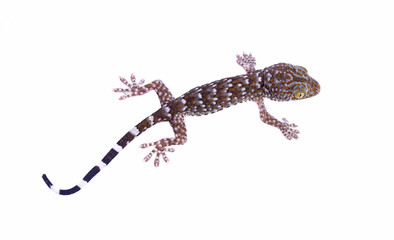 Naklejka premium young gecko islated on a white