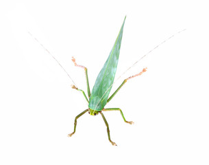 green grasshopper isolated on white background