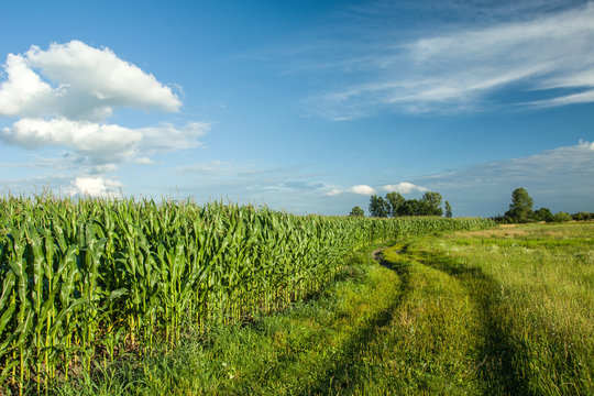 Country Road And Corn Field, White Cloud On Blue Sky