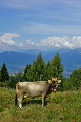 Fototapeta na wymiar Kuh vor Alpenkulisse mit dramatischem Himmel