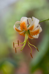 Fototapeta premium Lily flowers are white-orange in full bloom on a blurred background