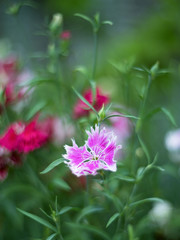 Two colored white and red dianthus flowers  on a blurred background