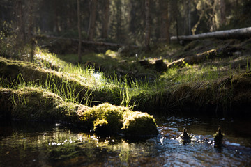 In the swamps of finland during midsummer