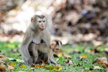 Mother and baby monkey (Pig-tailed Macaque)