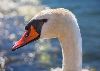 Mute Swan Bokeh