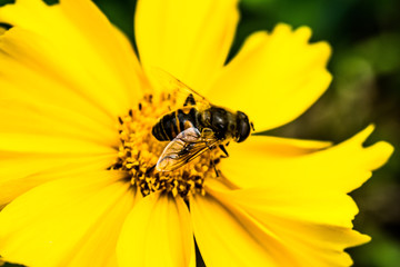 yellow flower bee