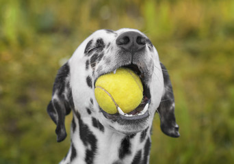 Cute dalmatian dog holding a ball in the mouth. Outdoor - 216537678
