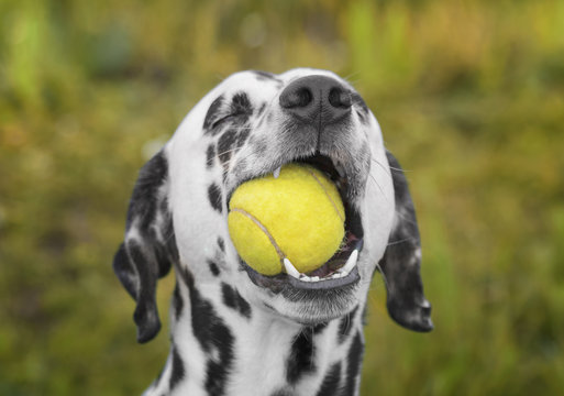 Cute dalmatian dog holding a ball in the mouth. Outdoor