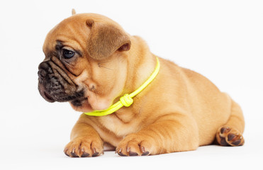 cute puppy of a French bulldog looking at a white background