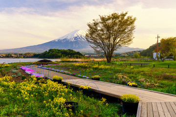 Fototapeta premium Oishi spring garden at dusk, Kawaguchiko
