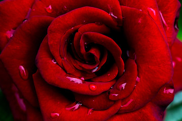 red rose