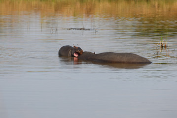 Hippopotamus baby playing with mother in water, open mouth