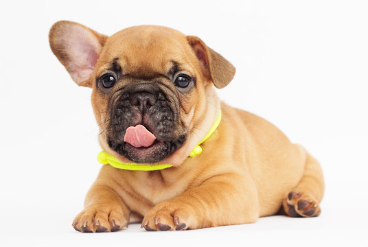 cute puppy of a French bulldog looking at a white background