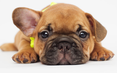 cute puppy of a French bulldog looking
