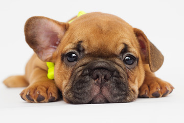 cute puppy of a French bulldog looking