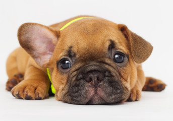 cute puppy of a French bulldog looking