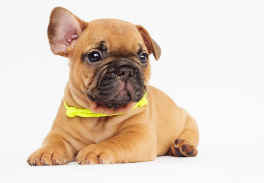 cute puppy of a French bulldog looking