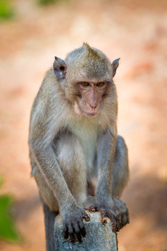 Wild monket sitting on the stone on blurred background.