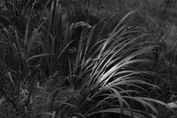 Schilf Gras Schwertlilien Blätter