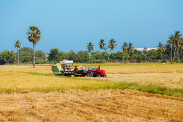 rice, rice field, blue sky, Sri Lanka