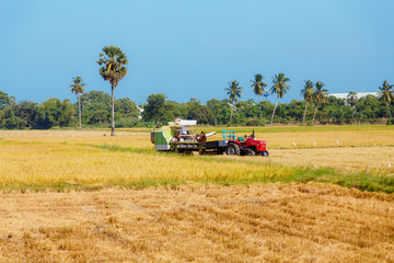 Fototapeta premium rice, rice field, blue sky, Sri Lanka