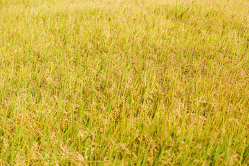 rice, rice field, blue sky, Sri Lanka