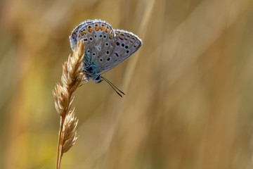 Common Blue butterfly (polyommatus icarus) resting on a grass stem late evening in summer