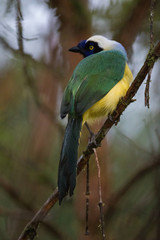 Cyanocorax yncas, Gazza Inca, Inca Jay, Gazza Verde, San Isidro, Ecuador