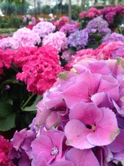 hortensias_flor de mundo