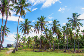 Obraz premium Palm trees on the green lawn