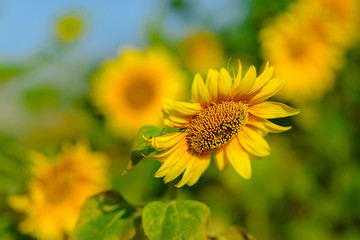 Sunflowers garden. The plants are illuminated by the morning sun