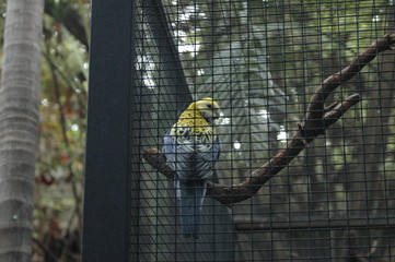 papageien,teneriffa,loro park,karibik,wildnis