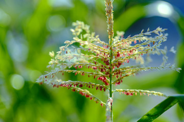 Corn flower, illuminated by the morning sun among the green foliage