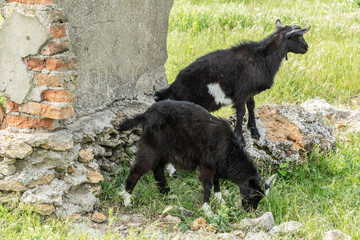 Young black goats on grazing. Farm animals.