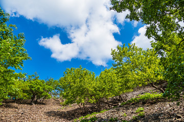 Fototapeta na wymiar Landschaft mit Bäumen und Felsen im Harz